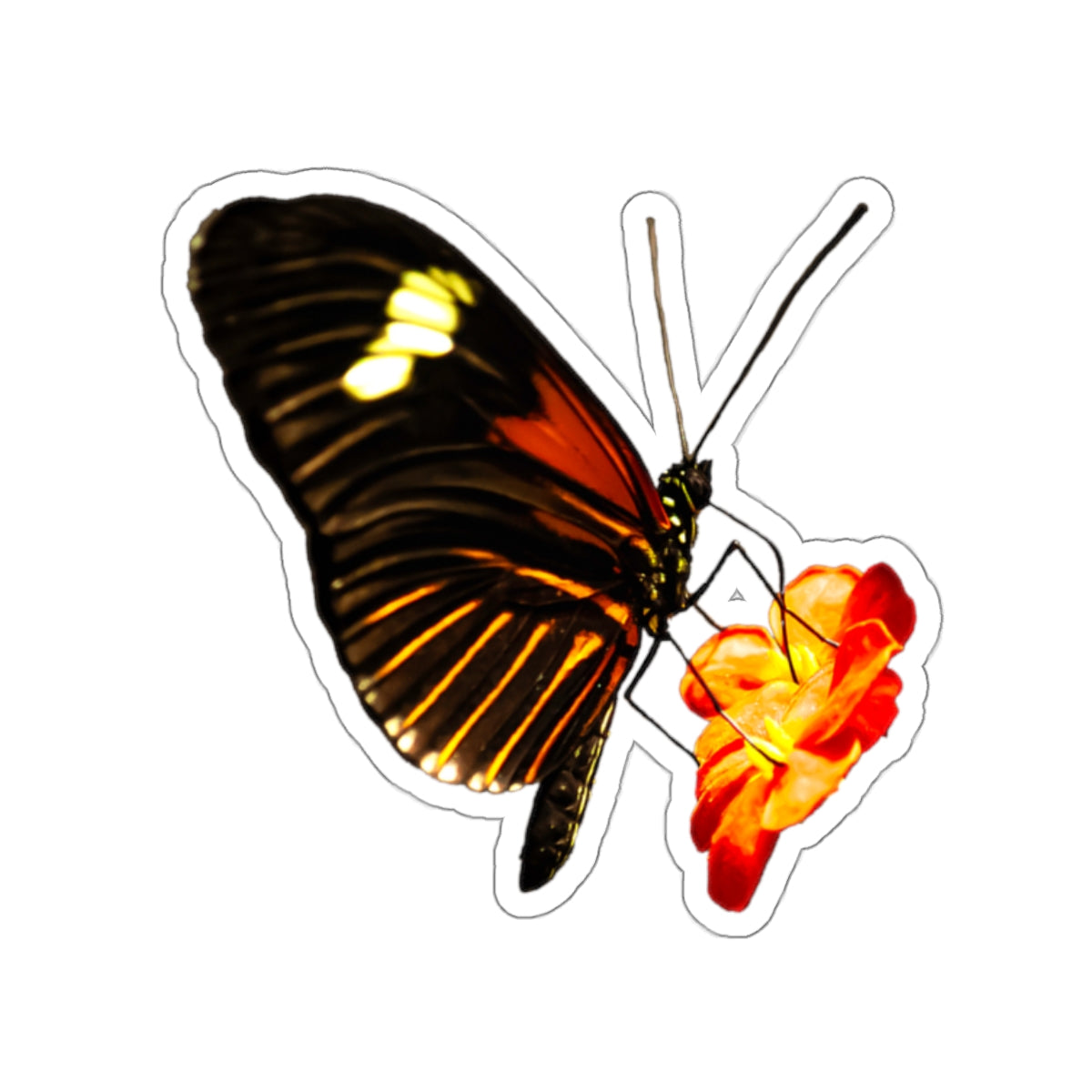 Orange Butterfly on Flower Sticker