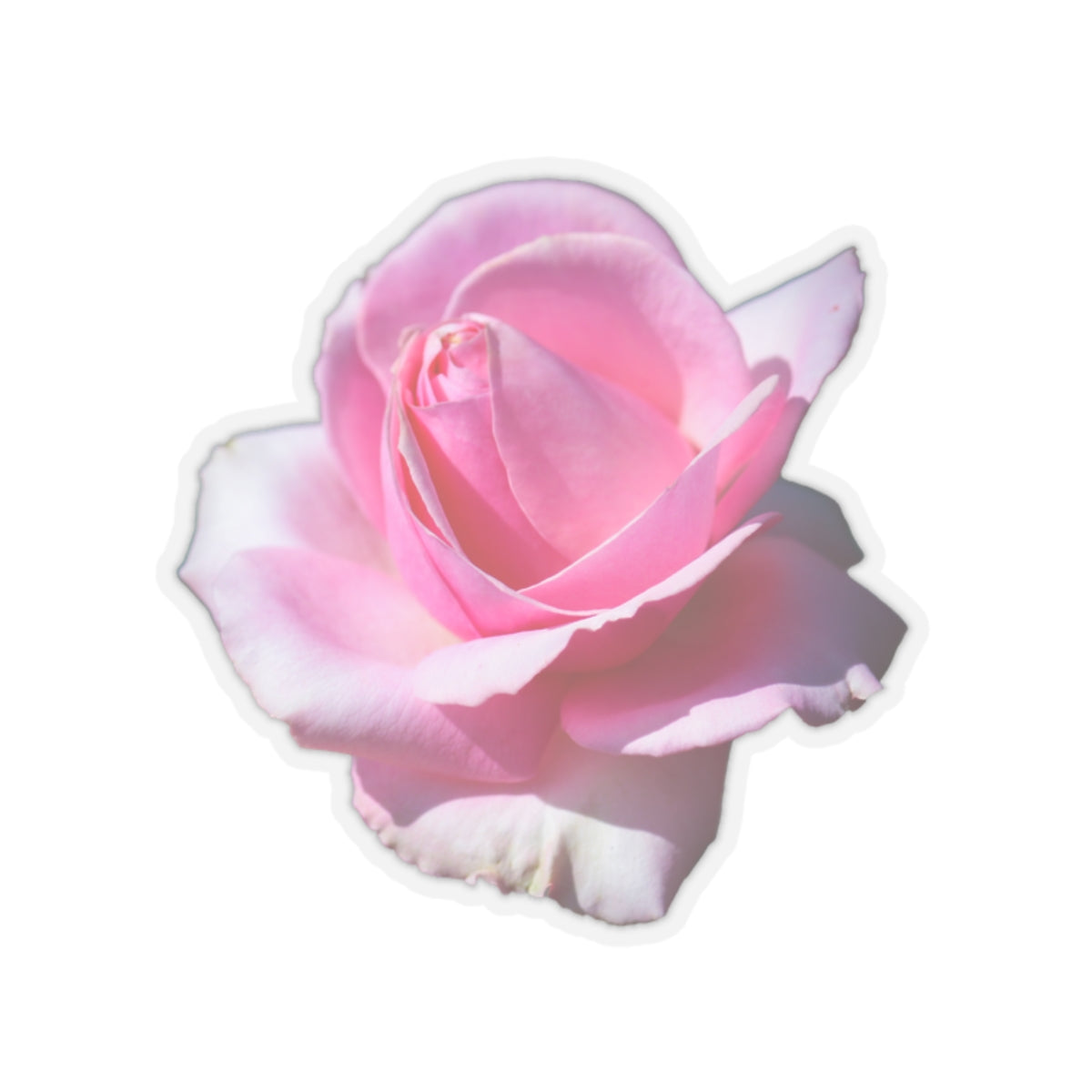 Pink Rose Sticker