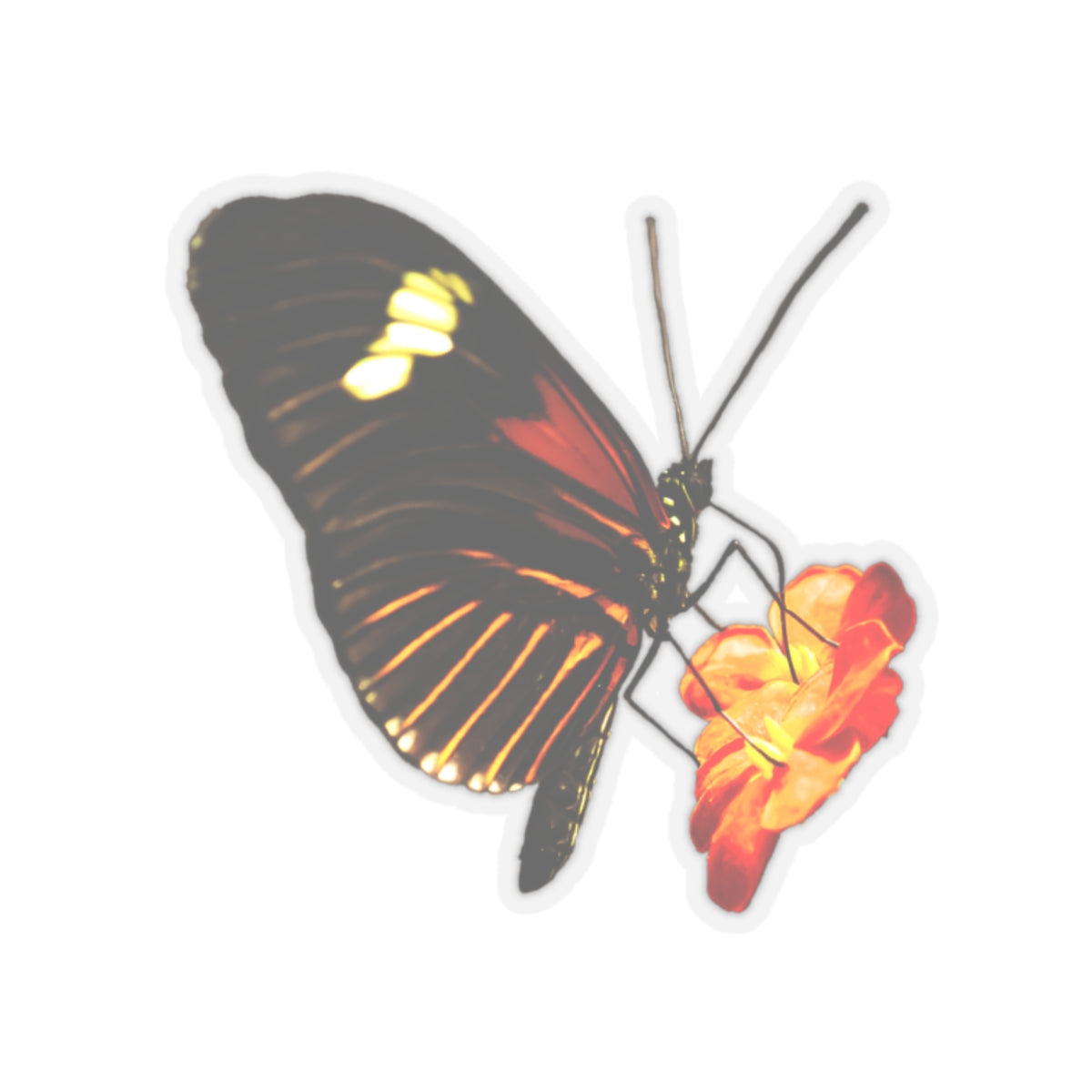 Orange Butterfly on Flower Sticker