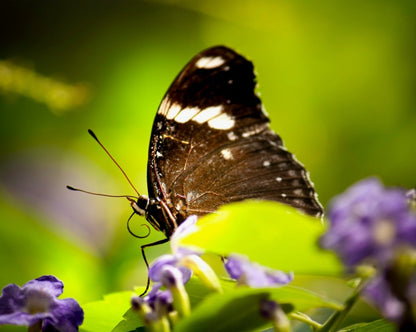 Butterfly with Spiral Tongue Poster