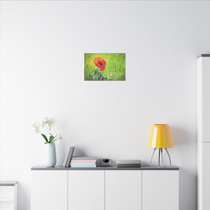 Poppy Canvas