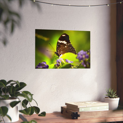 Butterfly with Spiral Tongue Poster