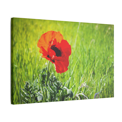 Poppy Canvas