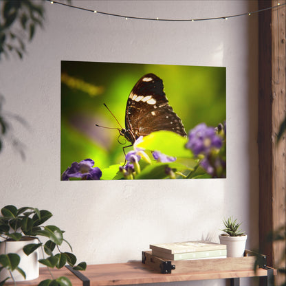 Butterfly with Spiral Tongue Poster