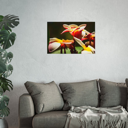 Plumeria Poster