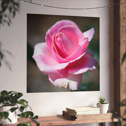 Pink Rose Poster