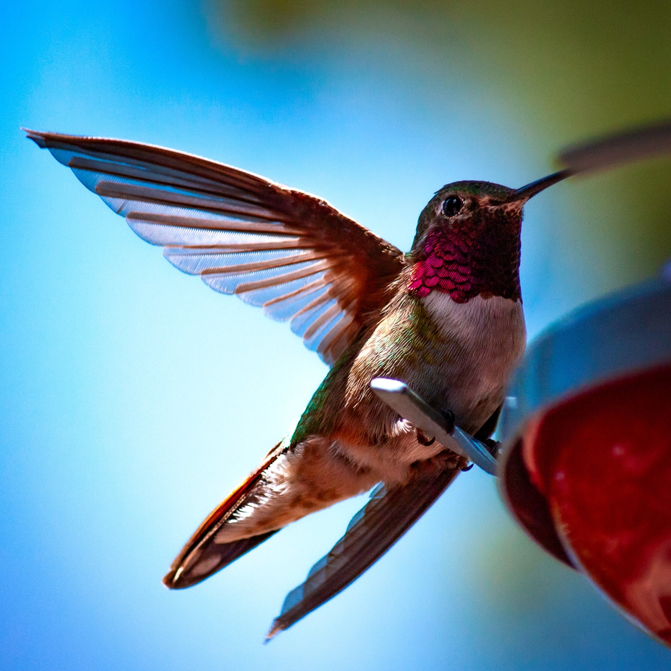 A vibrant canvas print featuring a hummingbird in mid-flight, perched near a feeder, with a blurred floral background.