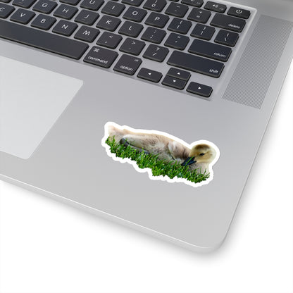 Baby Duck Sticker