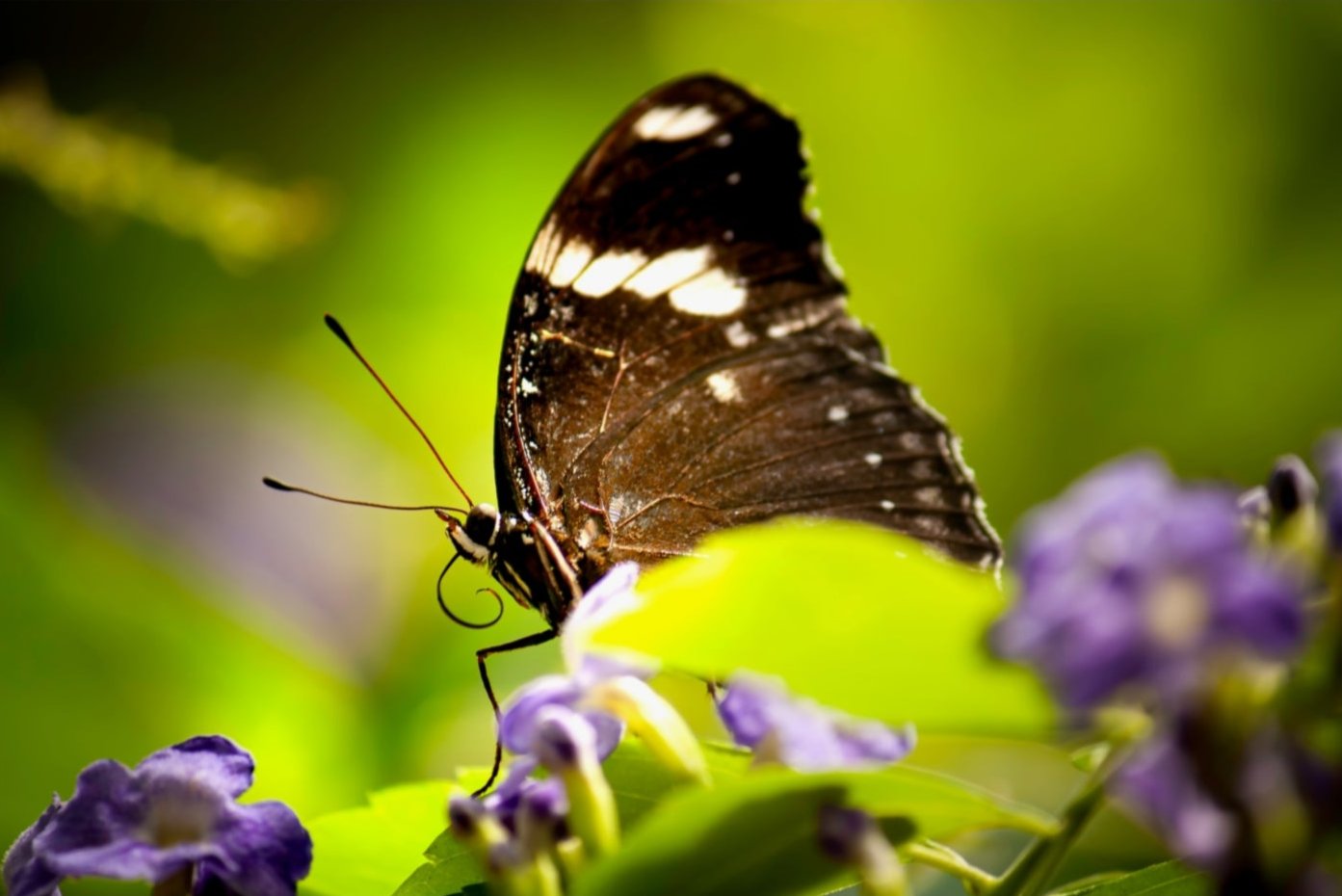 Butterfly with Spiral Tongue Poster