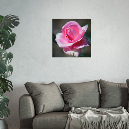 Pink Rose Poster