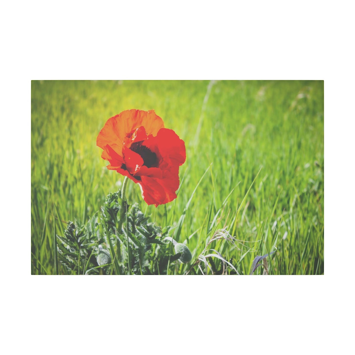 Poppy Canvas