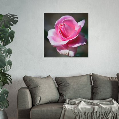 Pink Rose Poster