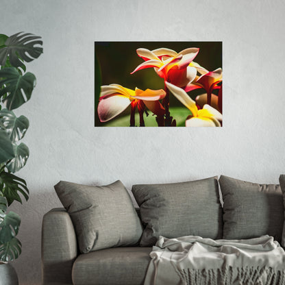 Plumeria Poster