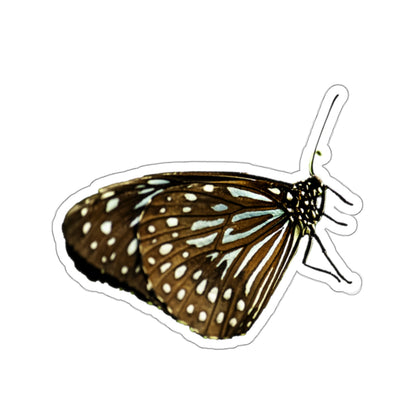 Blue Butterfly Sticker