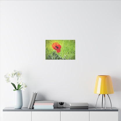 Poppy Canvas