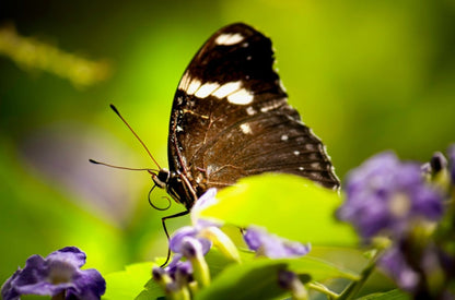 Butterfly with Spiral Tongue Poster