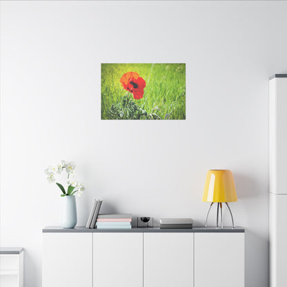 Poppy Canvas