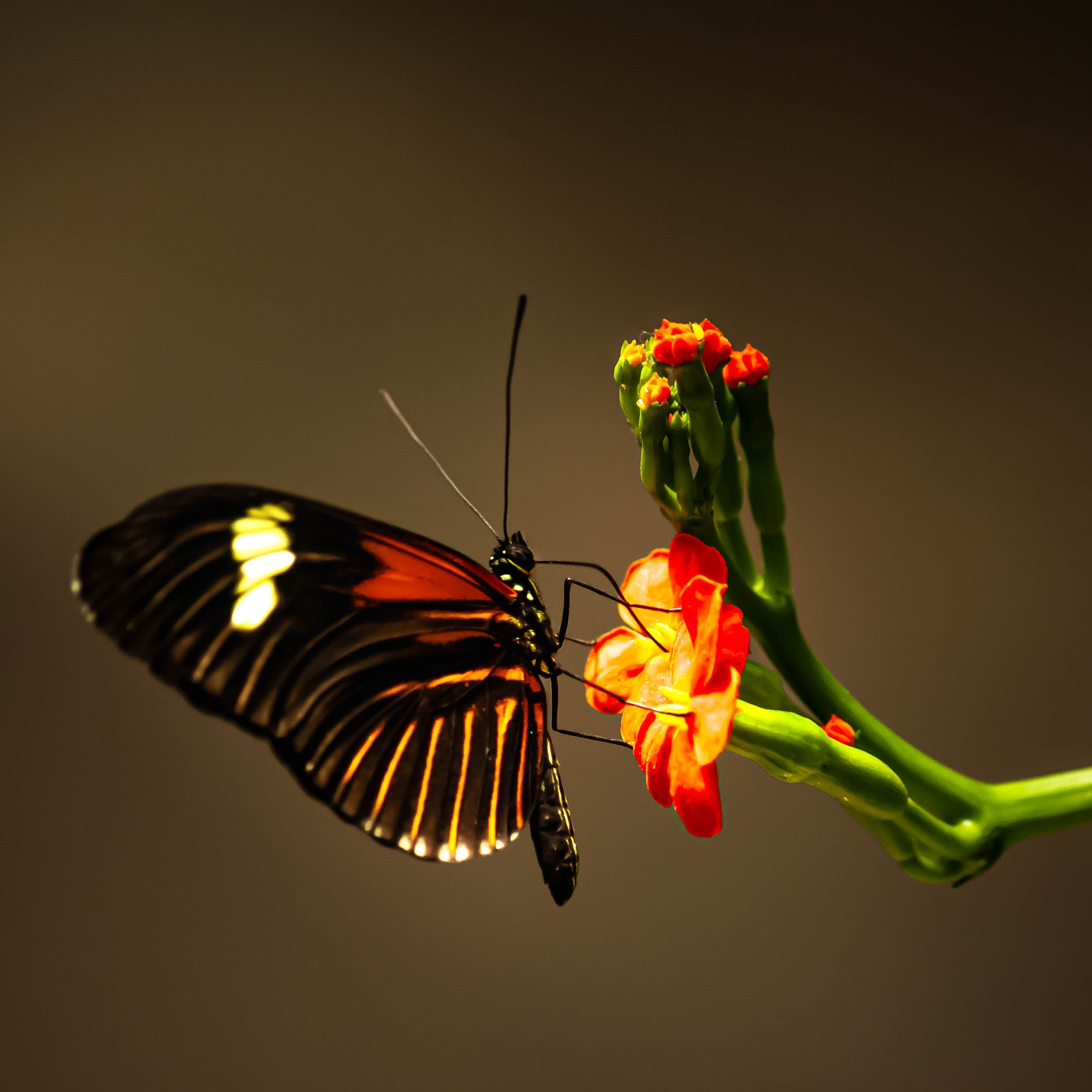 Animals Long Winged Orange Butterfly Warm