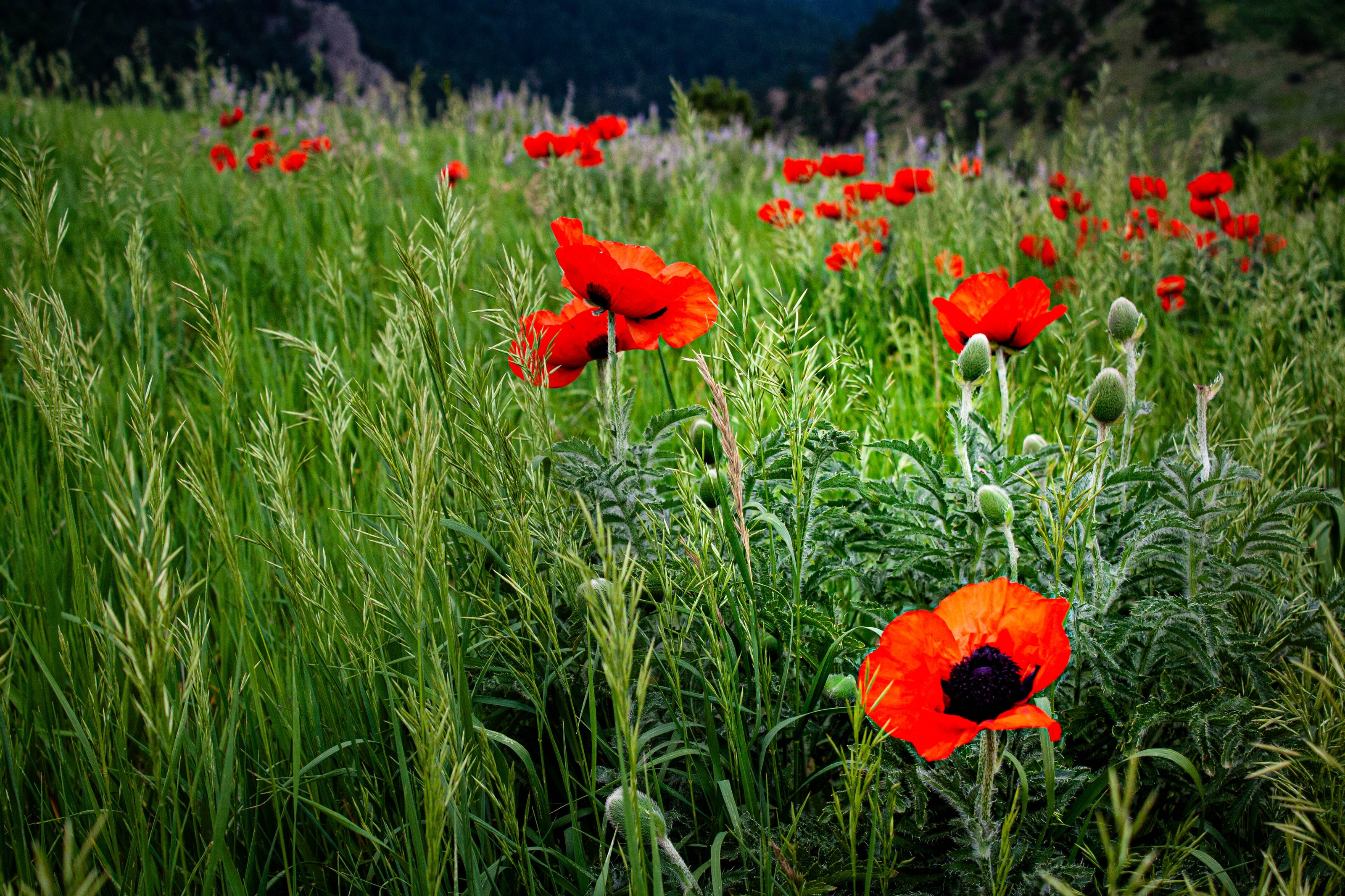 Flowers_-_Poppies.jpg
