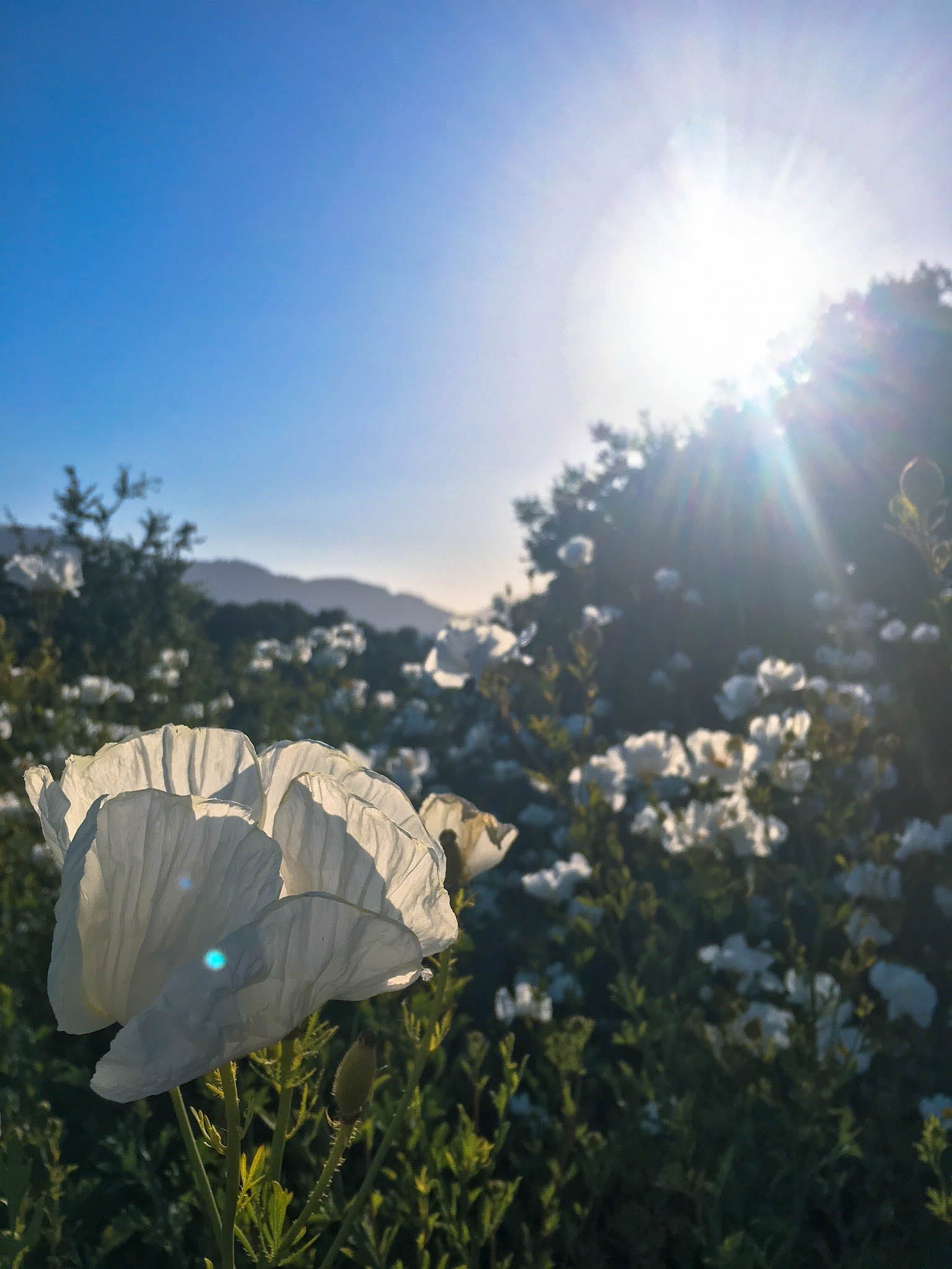 Flowers_-_White_Hillside.jpg
